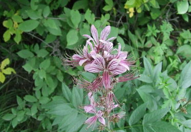 八股牛的功效和作用_八股牛的药用价值