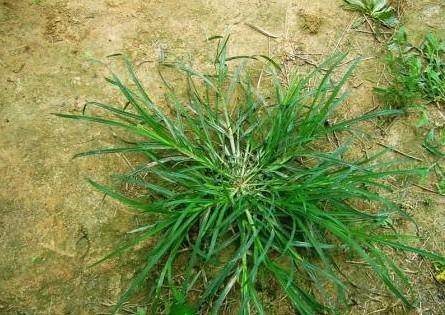 哪个地方张长镰草