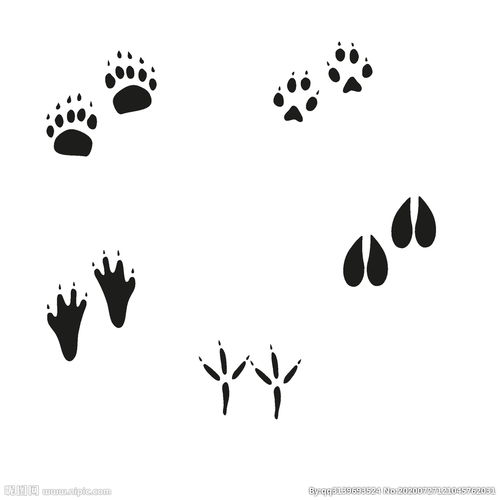 雪地里还有哪些动物的脚印?