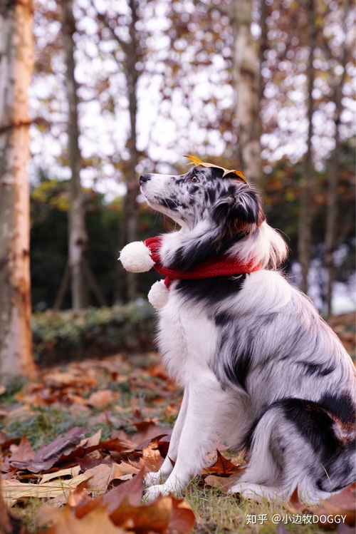 边牧怎么看纯不纯图片