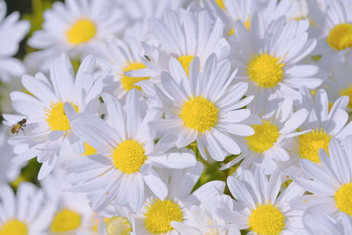 雏菊花图片大全大图,男生的小雏菊花图片_b2b吧