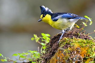 贝子鸟怎么换食