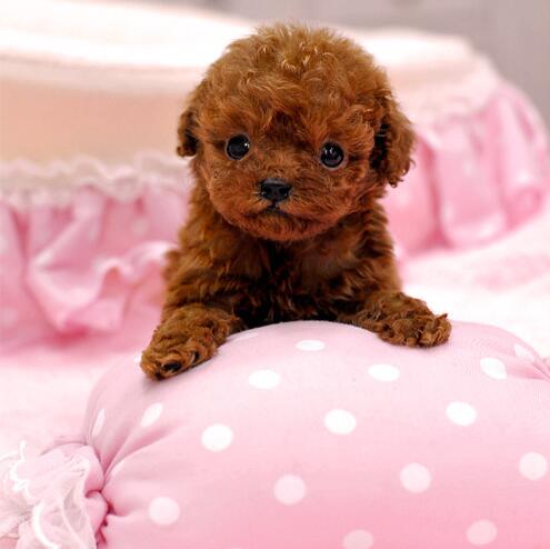 茶杯泰迪能活多久?