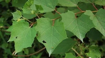 八角枫图片与功效,八角枫图片别名_b2b吧