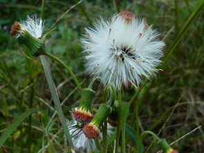 蒲公英的功效是?