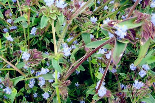 露水草图片,露水草的功效及图片_b2b吧