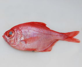 金目鲷和大眼鸡的区别