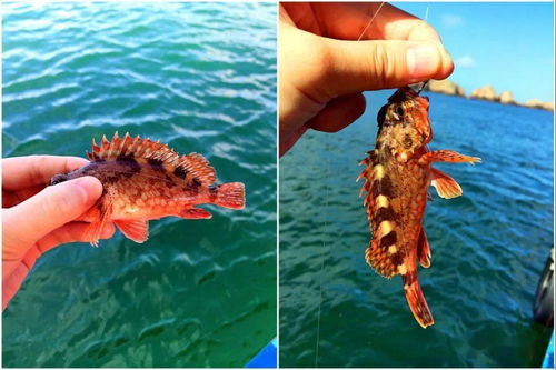 虎头鱼是什么鱼?