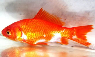 笛鲷科   lutjanidae   笛鲷属   lutjanus   鱼类 下图为   红鳍笛鲷