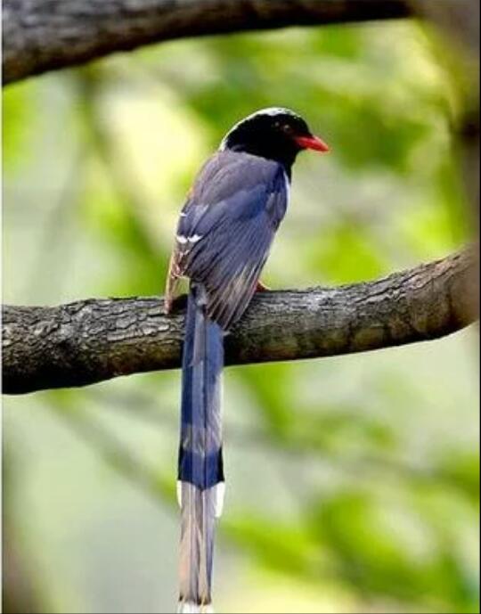中国长尾巴的鸟很多,有喜鹊,灰喜鹊,红嘴蓝鹊,寿带鸟,紫寿带鸟,绯胸