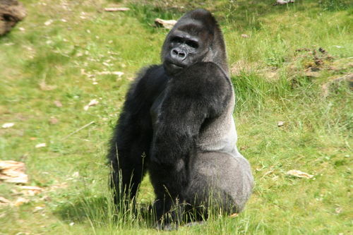 蓝猩和蓝猩先生是一个品牌吗,蓝猩钢化膜_b2b吧