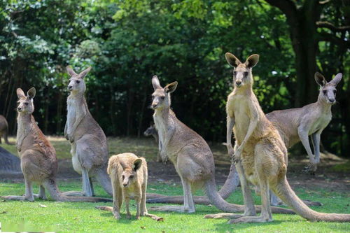 飞熊入梦,飞熊是什么动物_b2b吧