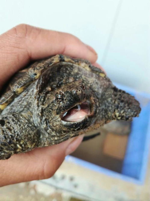 杂佛鳄龟一般吃什么的