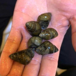 河里的螺叫淡水螺,众多的淡水螺中最具有乡土气息的