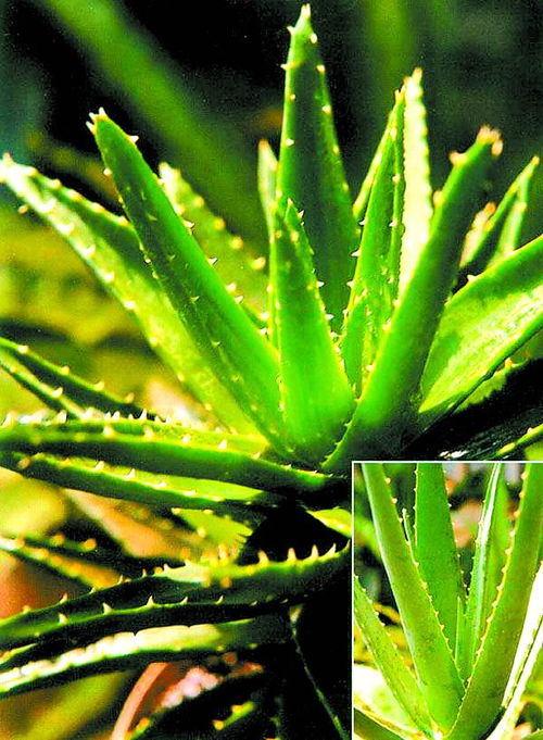 翠叶芦荟图片,翠叶芦荟的功效与作用_b2b吧