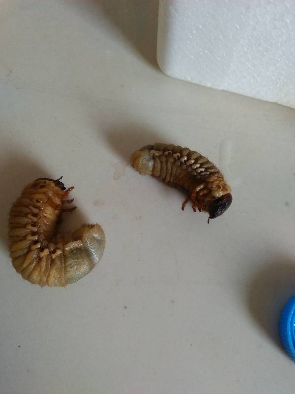 独角仙幼虫怎么饲养