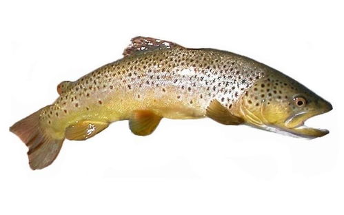 三文鱼长什么样子